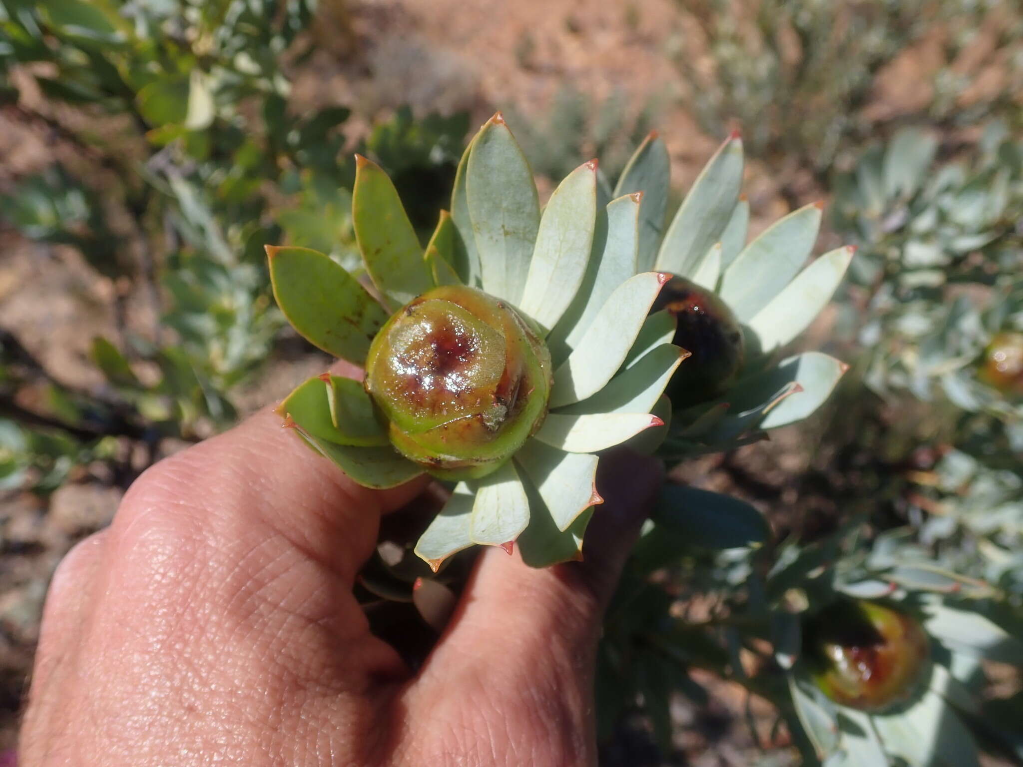 Image of Leucadendron loranthifolium (Salisb. ex Knight) I. Williams