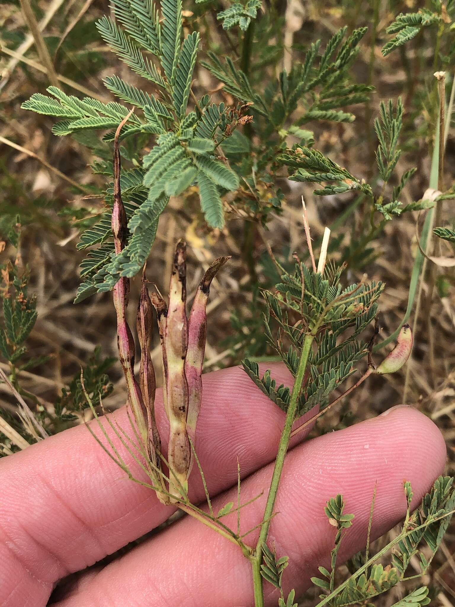 Desmanthus leptolobus Torr. & A. Gray resmi