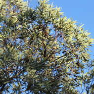 Image of Grevillea glauca Banks & Sol. ex Knight