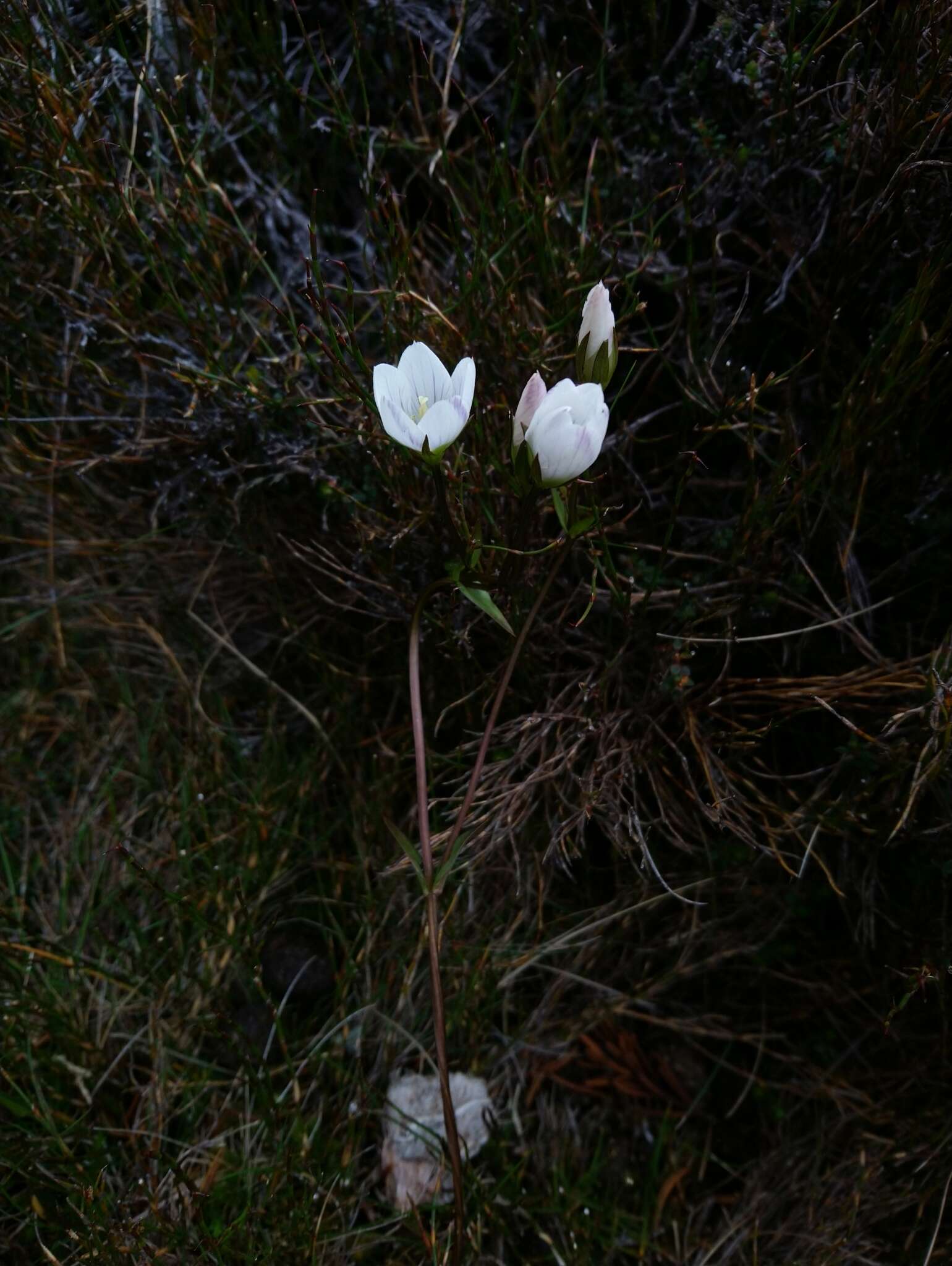 Imagem de Gentianella diemensis (Griseb.) J. H. Willis