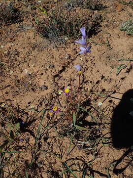 Image of Ixia marginifolia G. J. Lewis