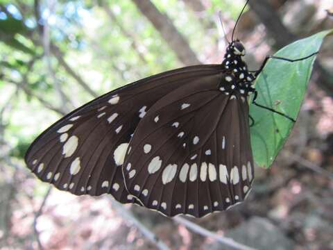 Image of Euploea core corinna (MacLeay 1826)