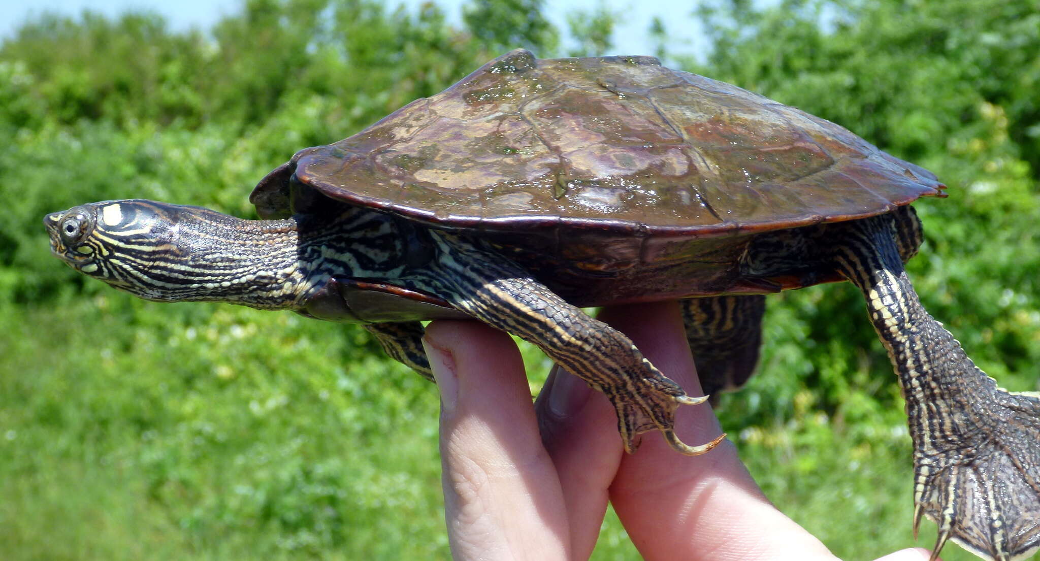 Image of Ouachita Map Turtle