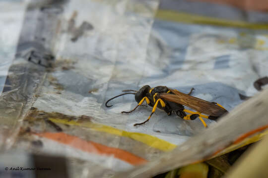 Image of Mud dauber