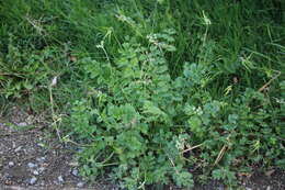 Image of musky stork's bill