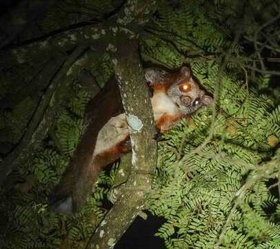 Image of Red And White Giant Flying Squirrel