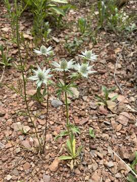 Image of Chiricahua Mountain Eryngo