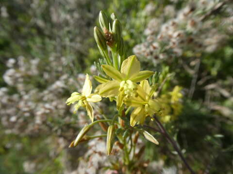 Plancia ëd Bulbine praemorsa (Jacq.) Spreng.