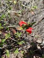 Justicia candicans (Nees) L. D. Benson resmi