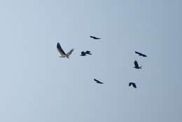 Image of White-bellied Sea Eagle