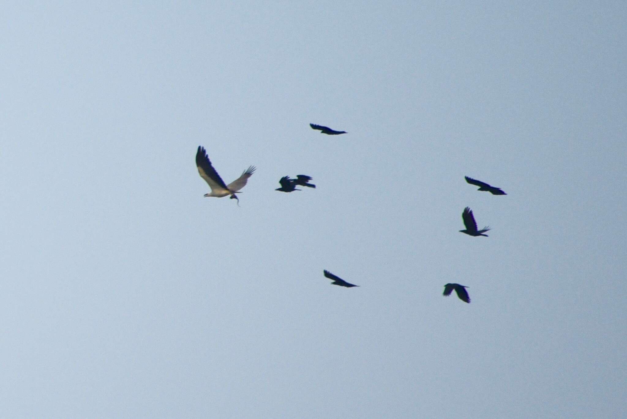 Image of White-bellied Sea Eagle