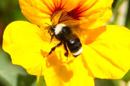 Image of California Bumble Bee