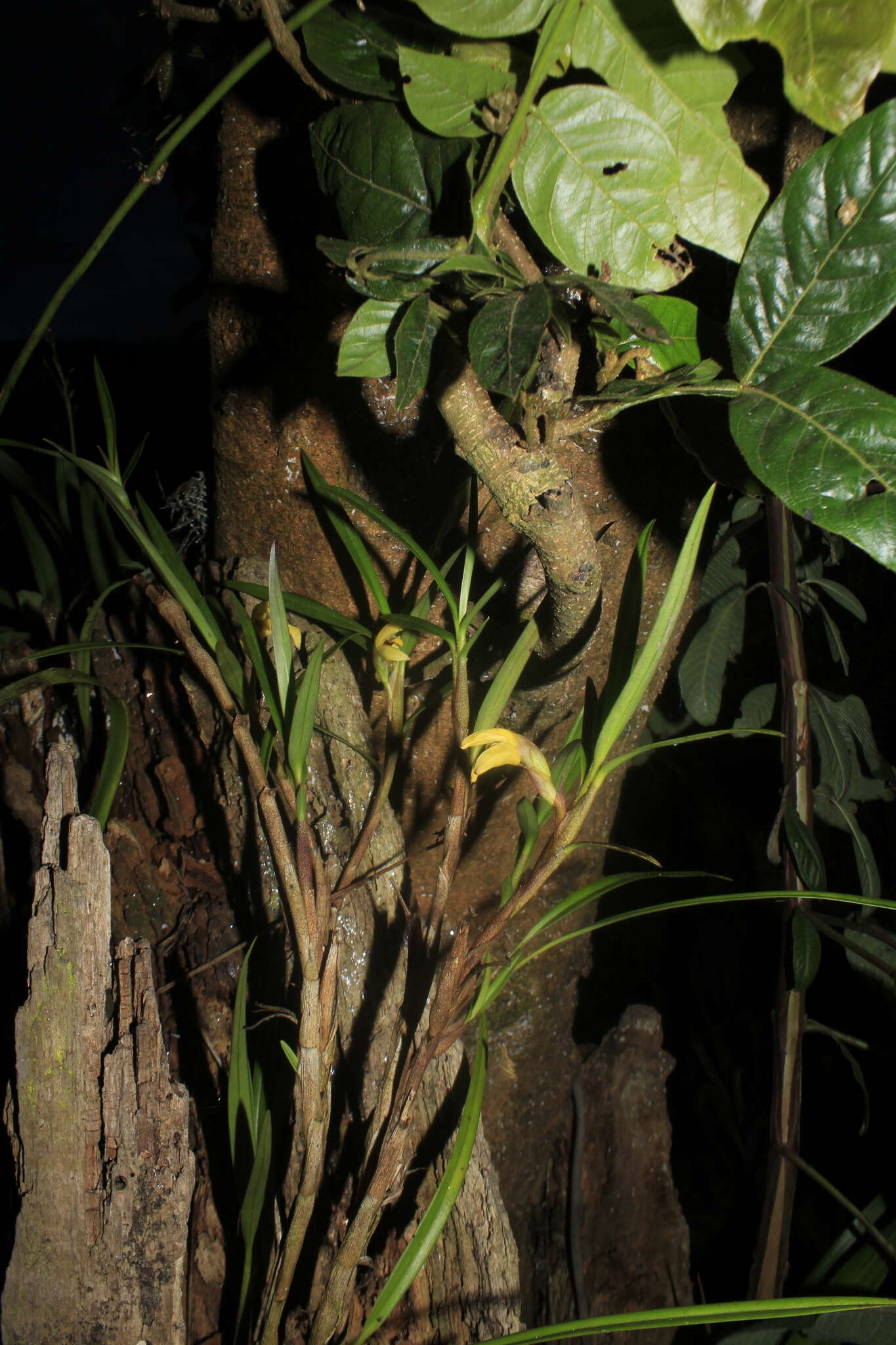 Imagem de Maxillaria meridensis Lindl.