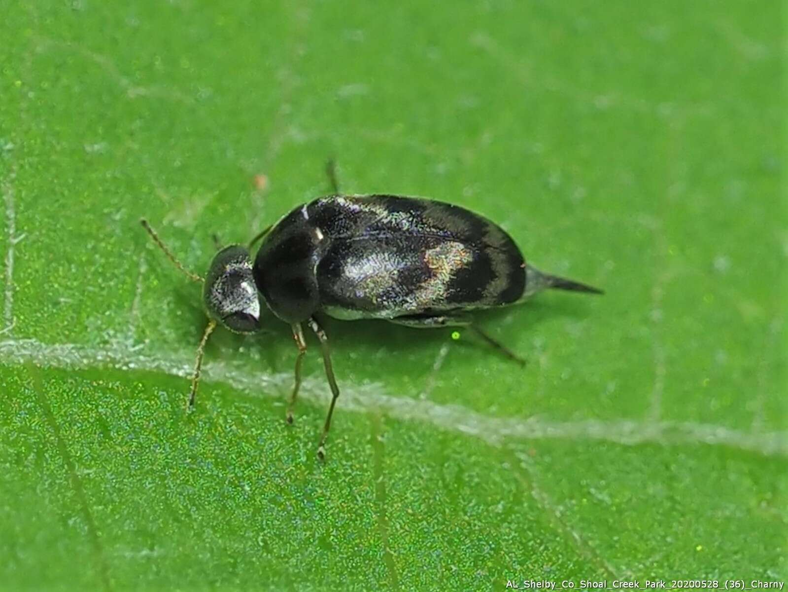 Image of Paramordellaria