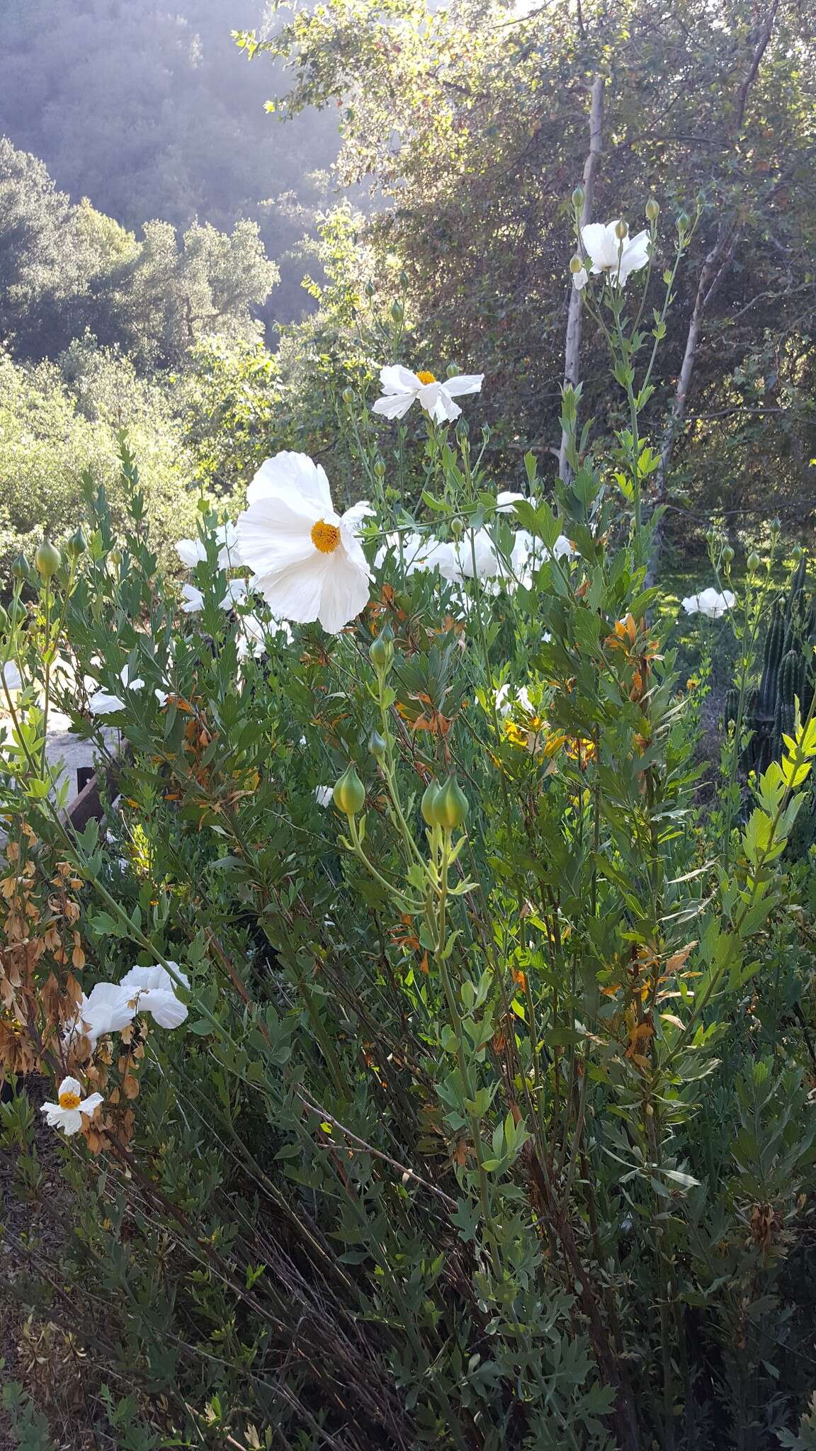 Image of Coulter's Matilija poppy