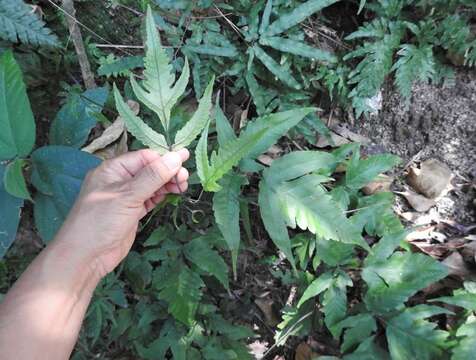 Image of Tectaria subtriphylla (Hook. & Arn.) Copel.