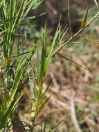 Plancia ëd Phragmites australis subsp. australis