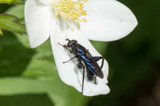 Image of Chalcosyrphus chalybeus (Wiedemann 1830)