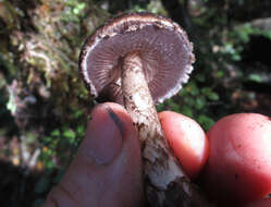 Image of Amanita nigrescens G. Stev. 1962