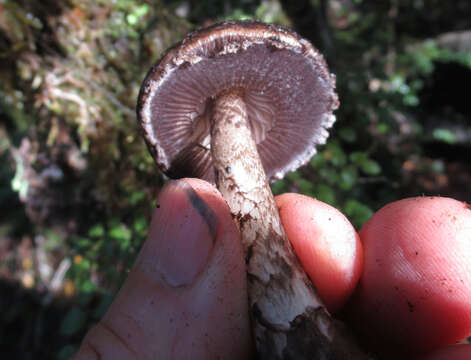 Image of Amanita nigrescens G. Stev. 1962