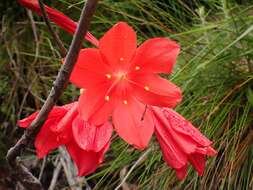 Image of George lily, Scarborough lily