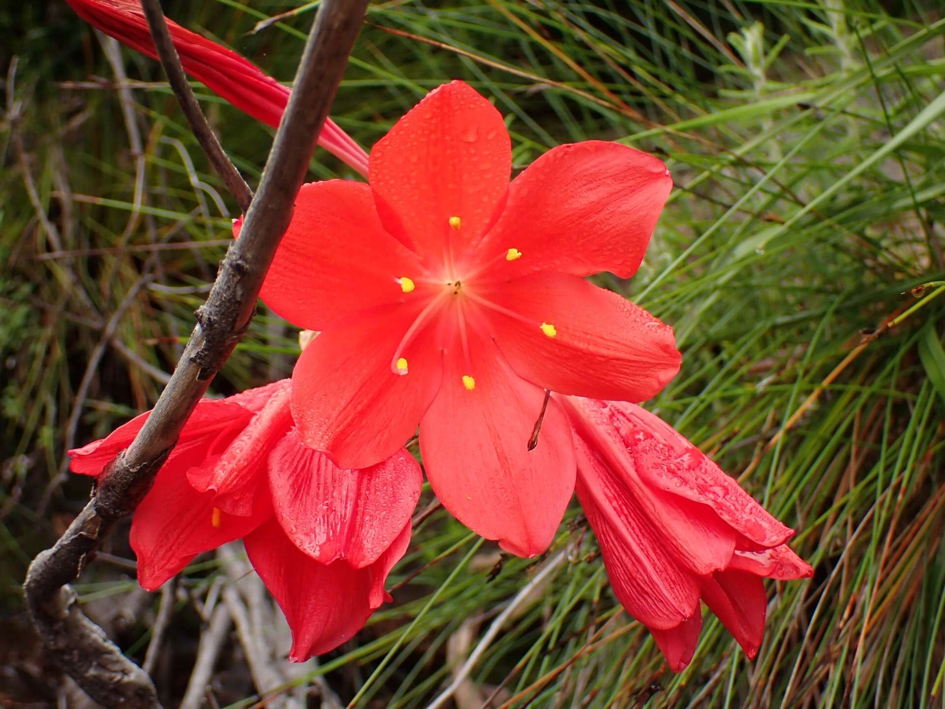 Cyrtanthus elatus (Jacq.) Traub resmi