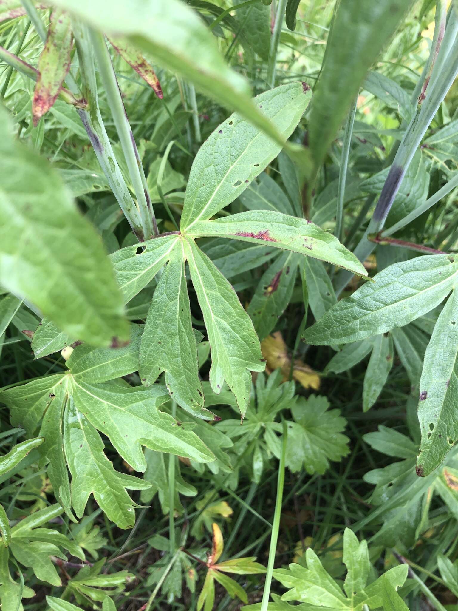 Sivun Sidalcea candida A. Gray kuva