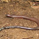 Image of Short-limbed Snake-skink