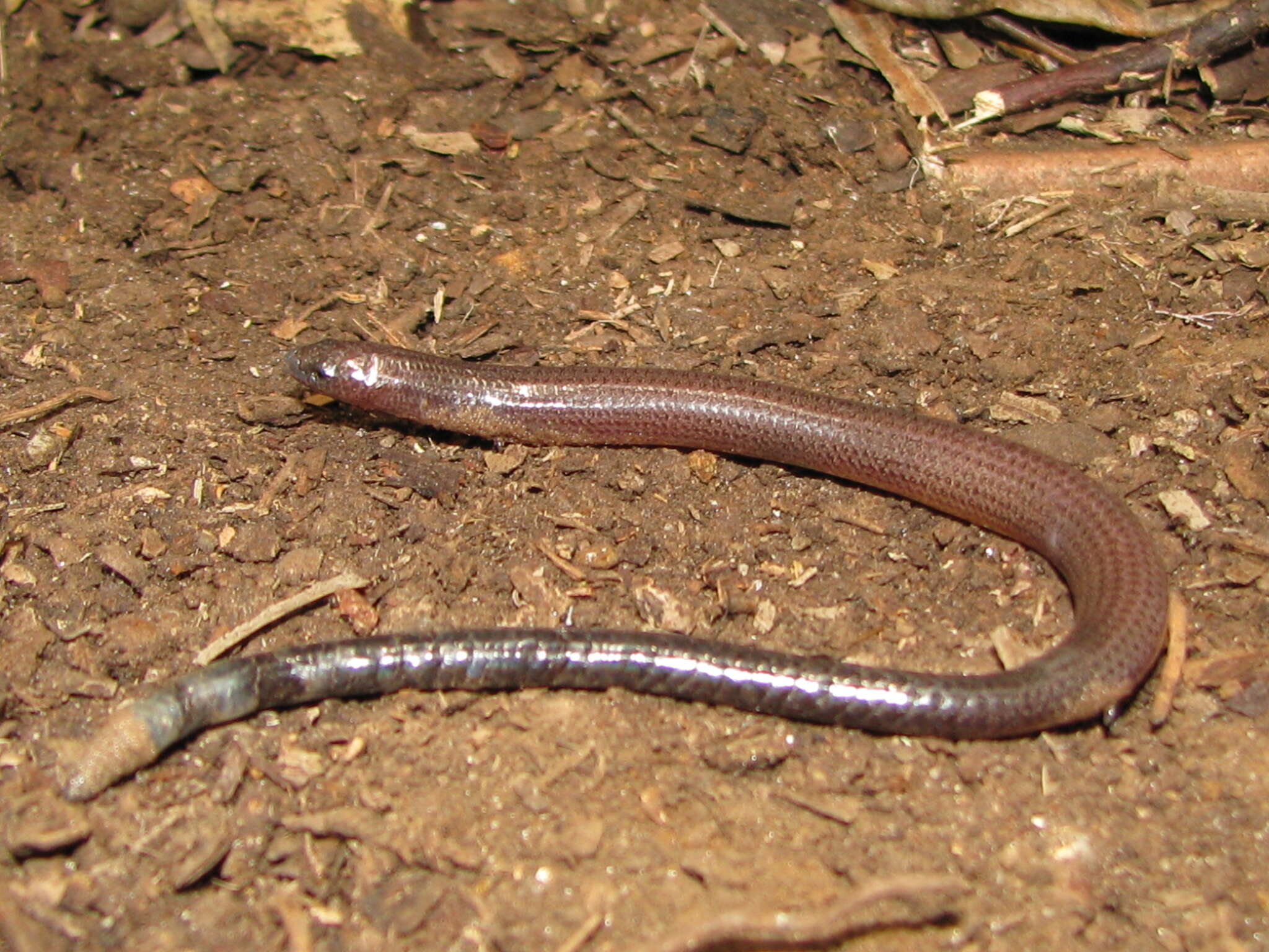 Image of Ophioscincus