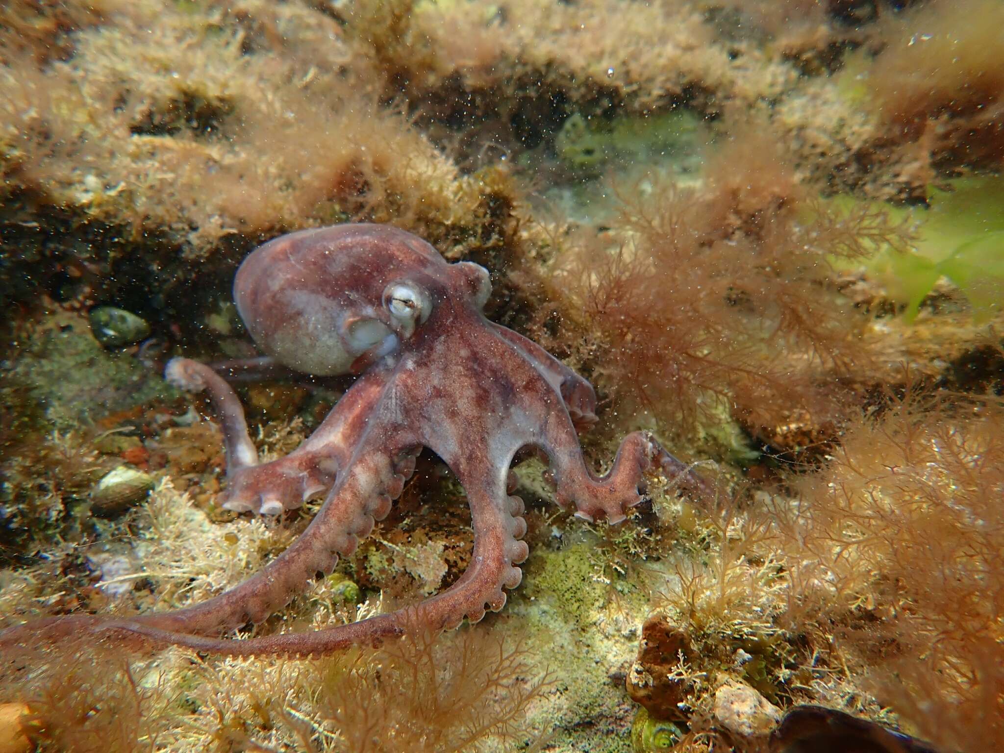 Слика од Octopus tehuelchus d'Orbigny