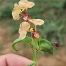 Image of Commelina reptans Brenan