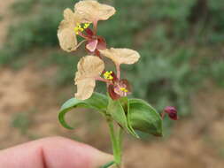 Image of Commelina reptans Brenan