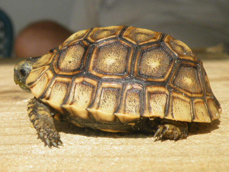 Image of Southeastern hinge-back tortoise