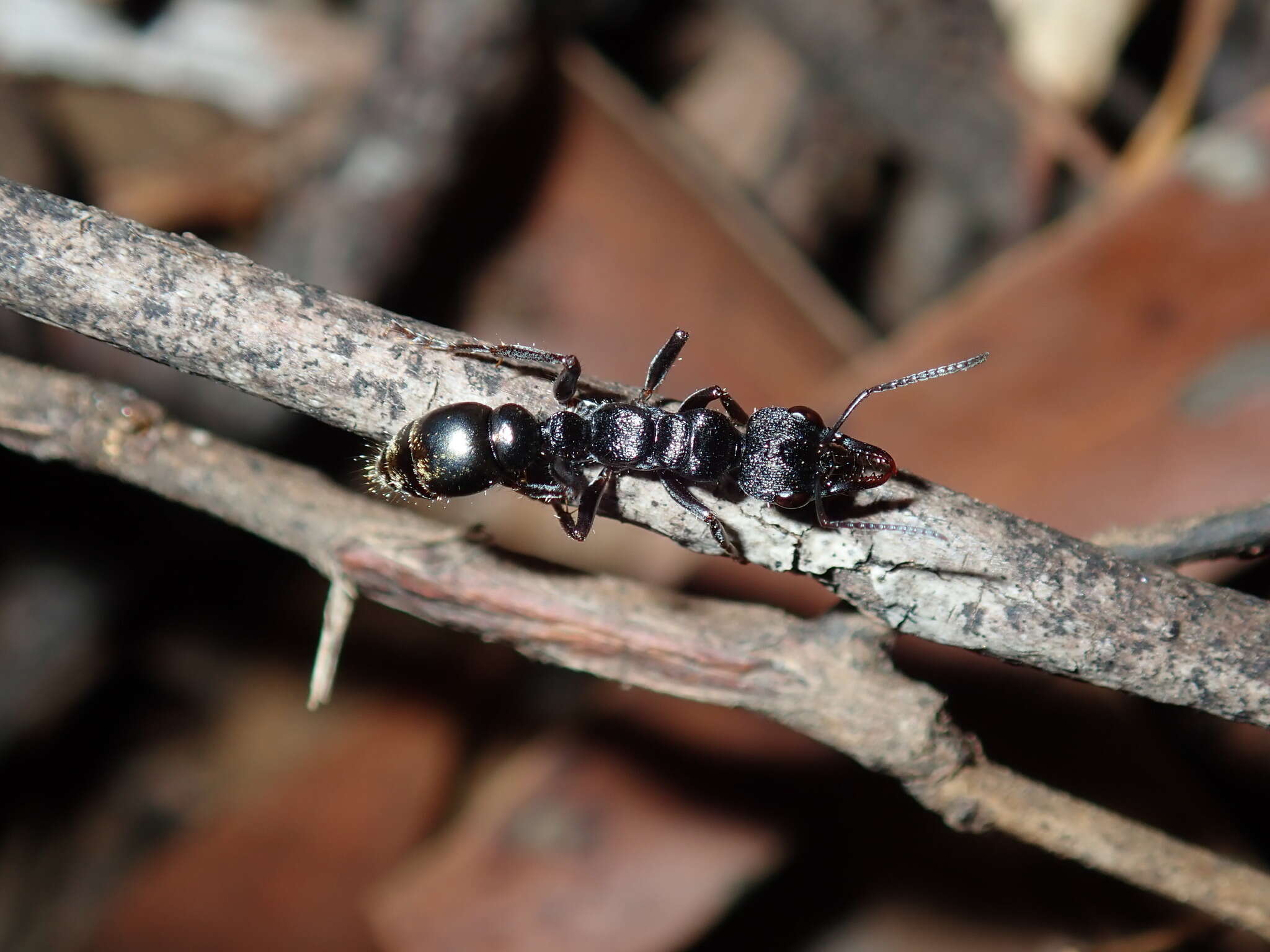 Image of Myrmecia queenslandica Forel 1915