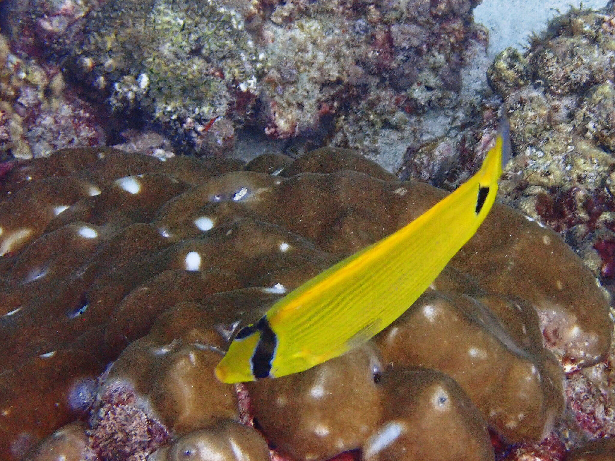 Image of Yellow Butterflyfish