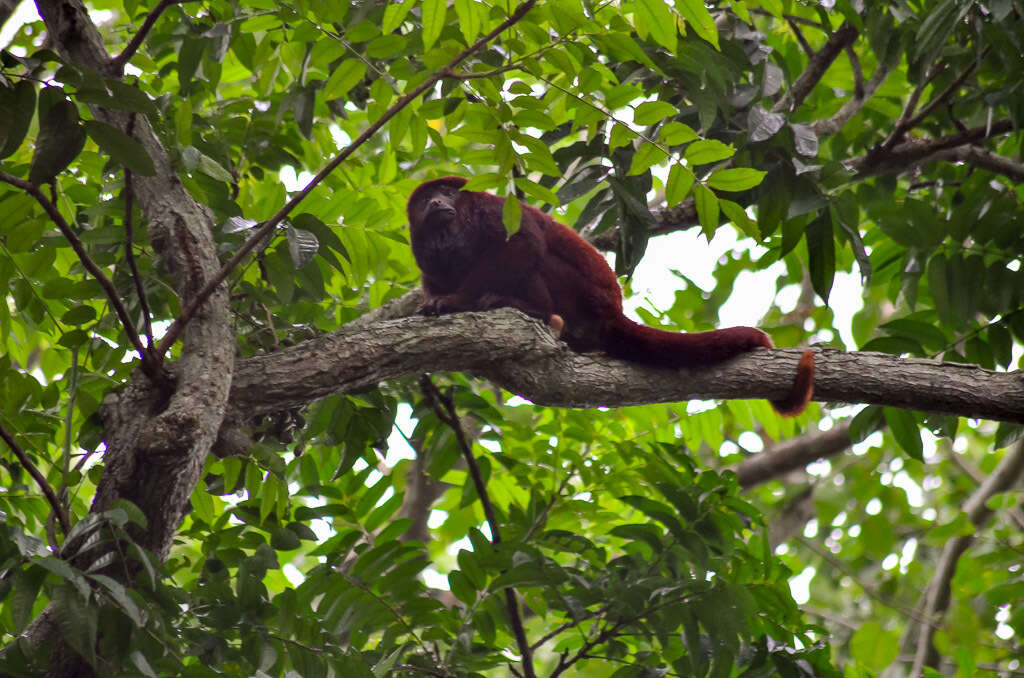 Image of ursine howler monkey