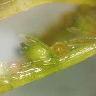 Image of Fragile Stonewort