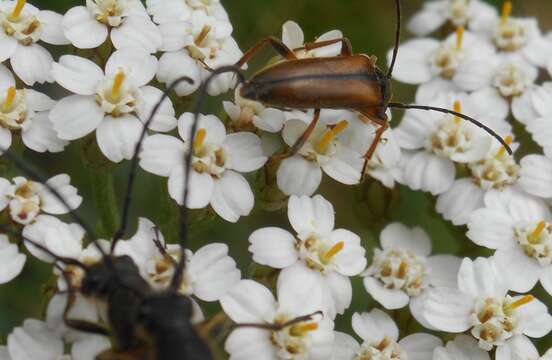 Image of Alosterna