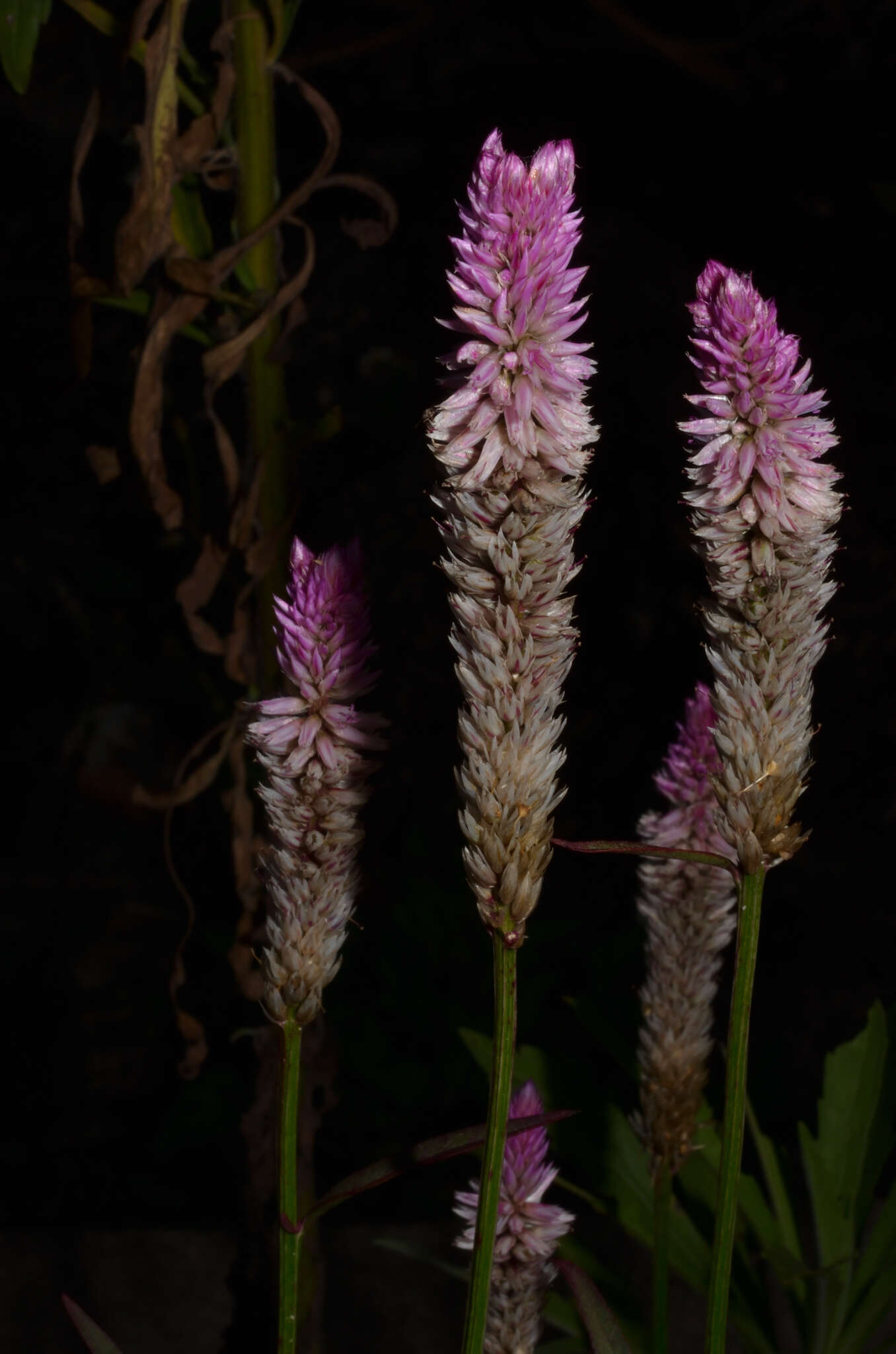 Imagem de Celosia spicata (Thou.) Spreng.