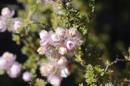 Image of Verticordia pennigera Endl.