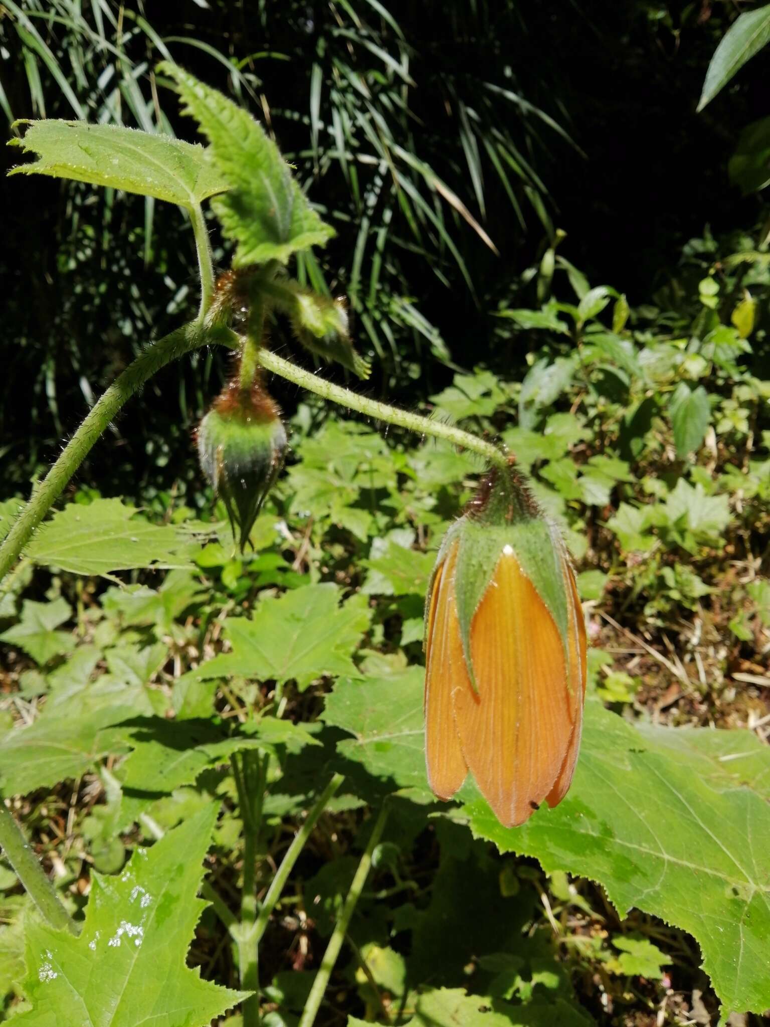 Image of Nasa speciosa (J. D. Sm.) Weigend