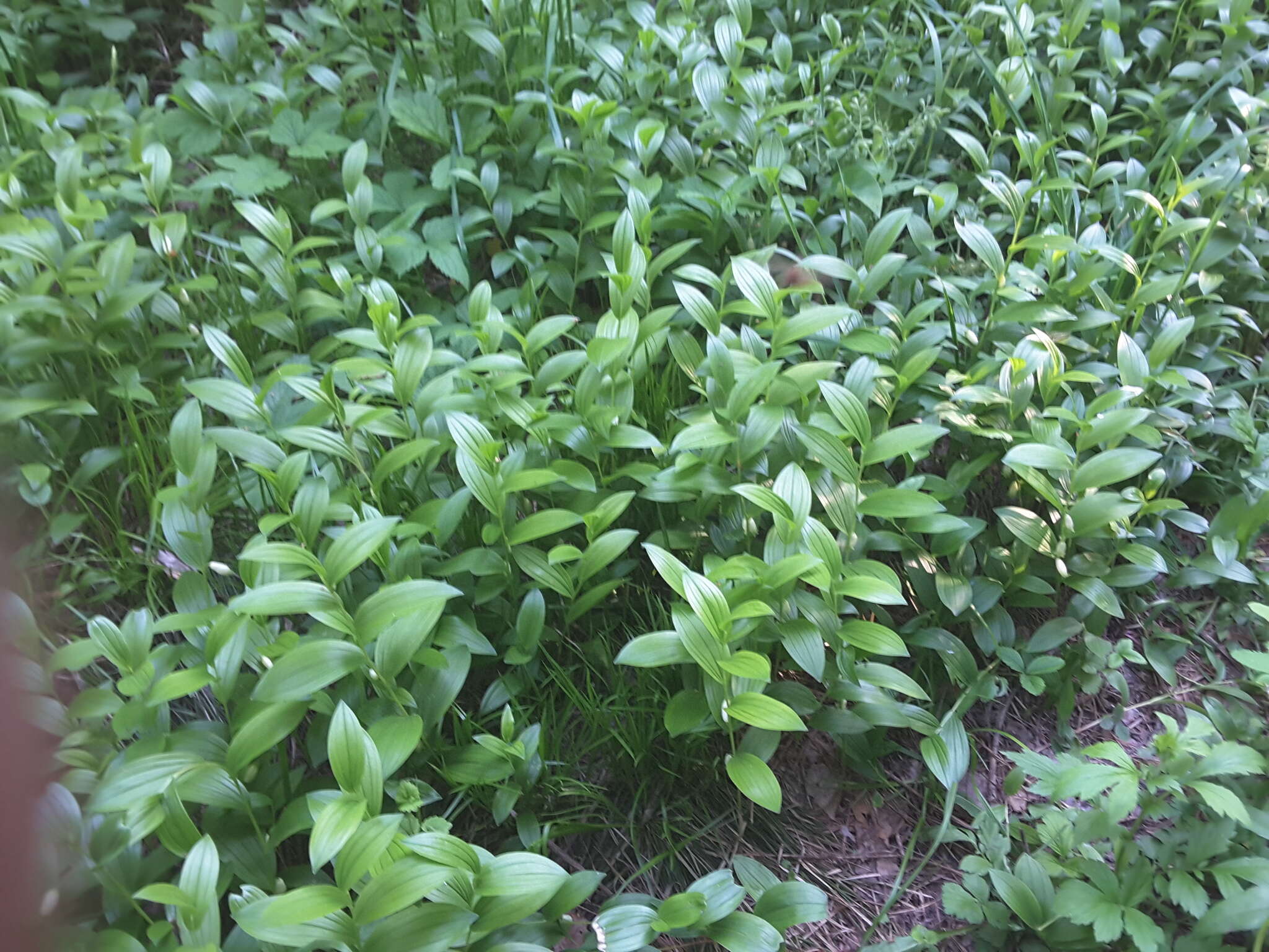 Image of dwarf solomon's seal