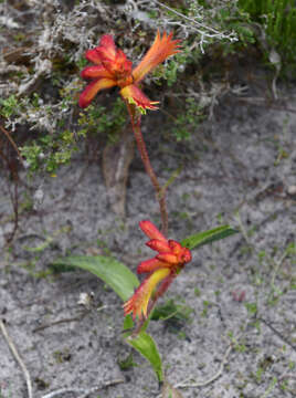 Image of Anigozanthos humilis Lindl.