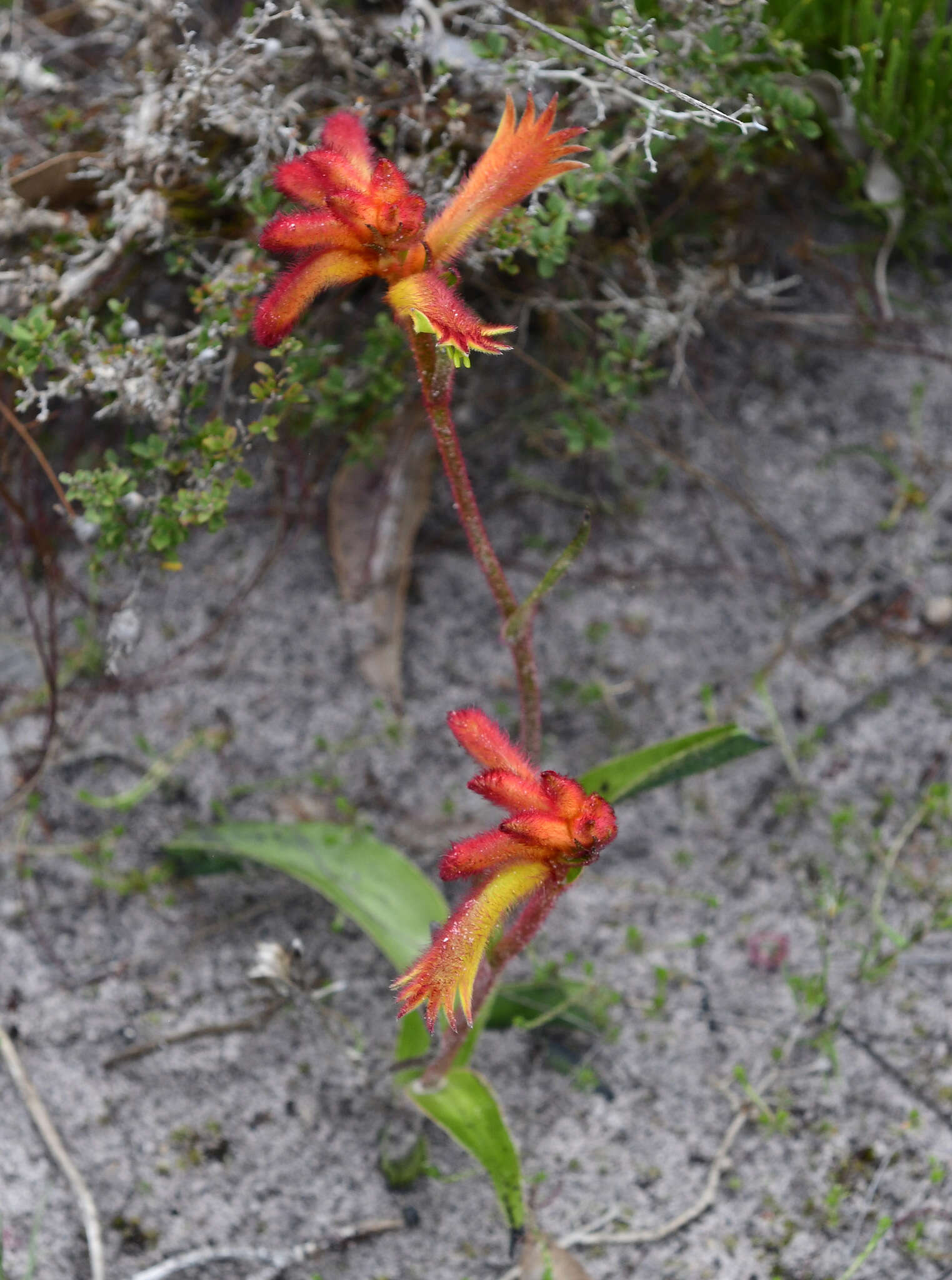 Imagem de Anigozanthos humilis Lindl.