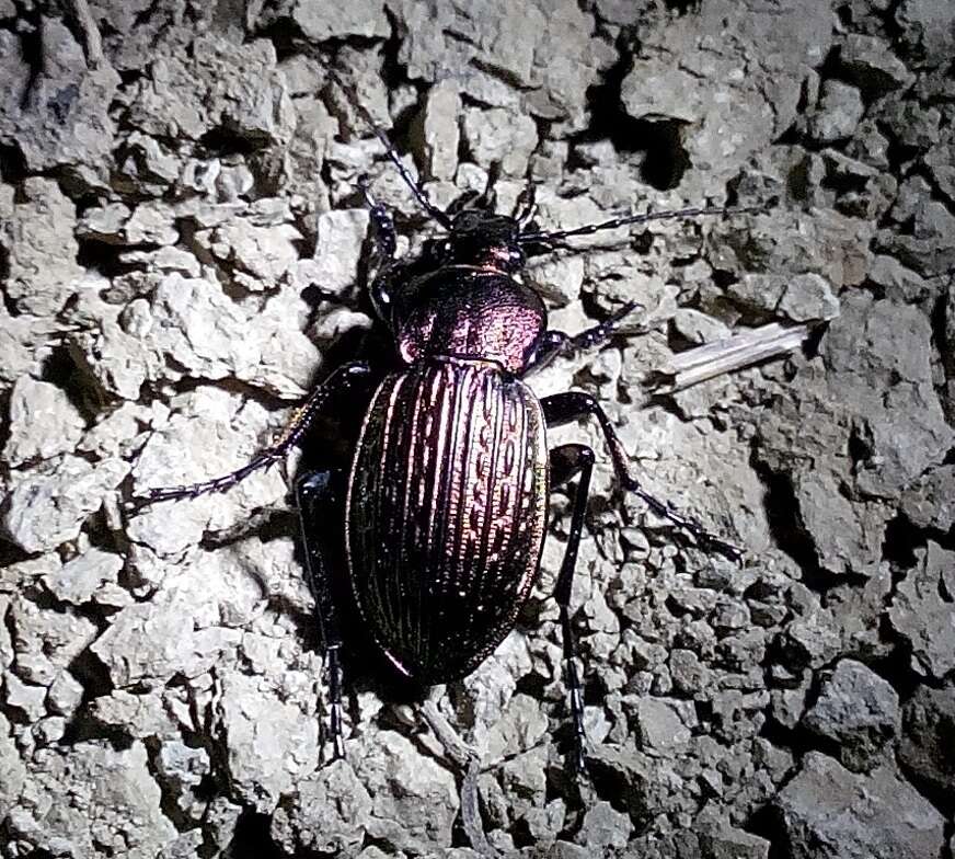 Image of Carabus (Eucarabus) ulrichii Germar 1824