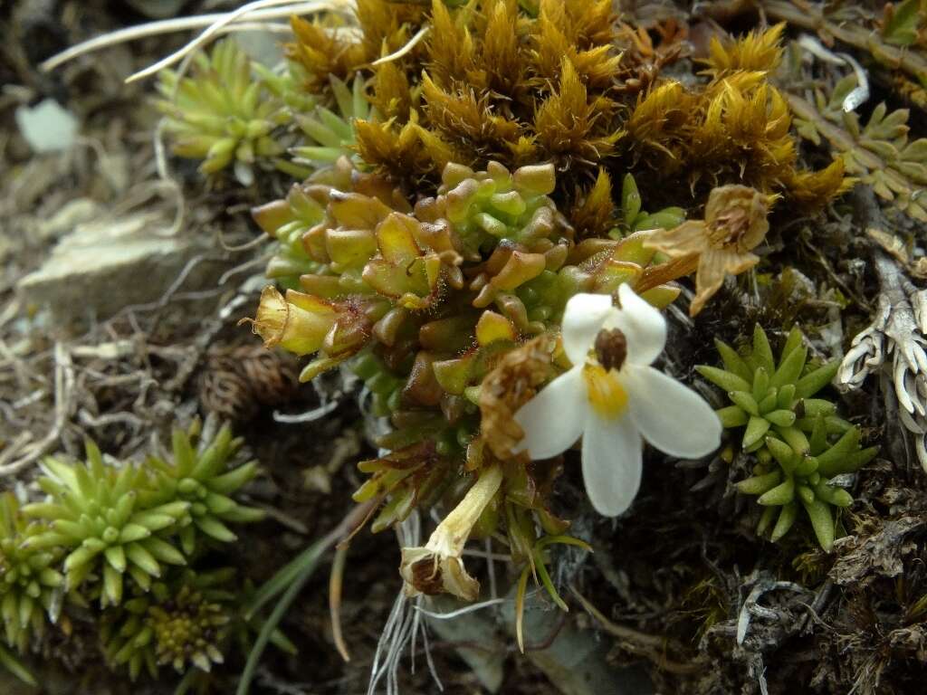 Image of Euphrasia petriei Ashwin