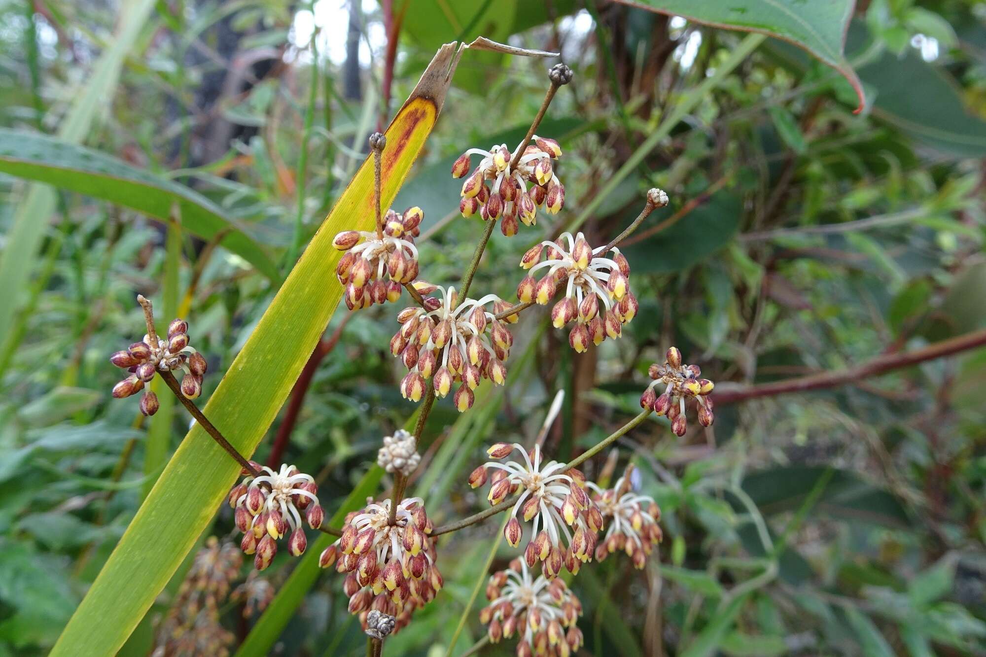 Image de Lomandra multiflora subsp. multiflora