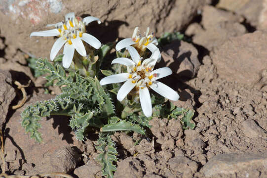 Image of Perezia carthamoides (D. Don) Hook. & Arn.