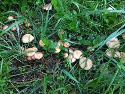 Image of Marasmius oreades (Bolton) Fr. 1836