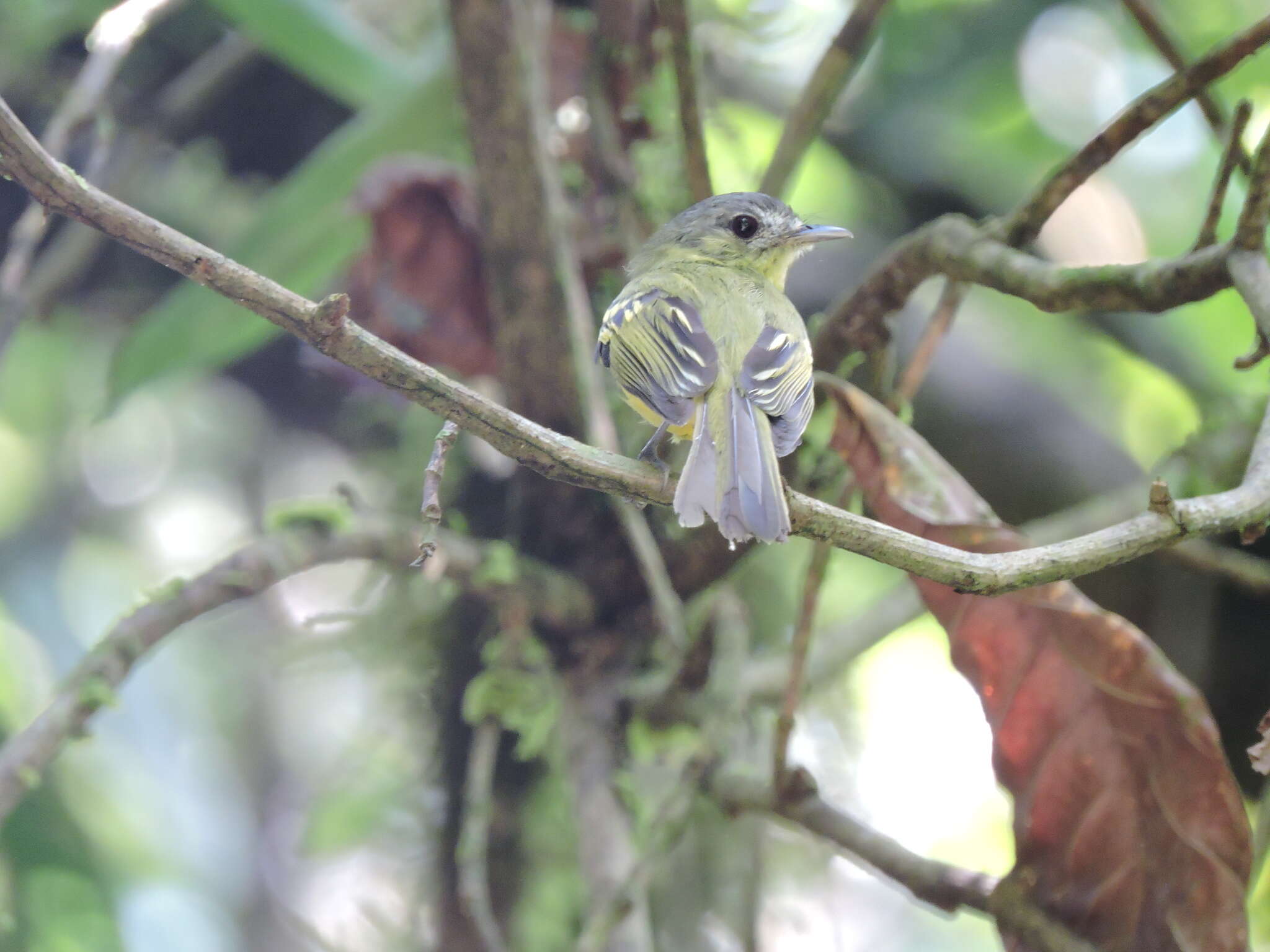 Image of Antioquia Bristle Tyrant